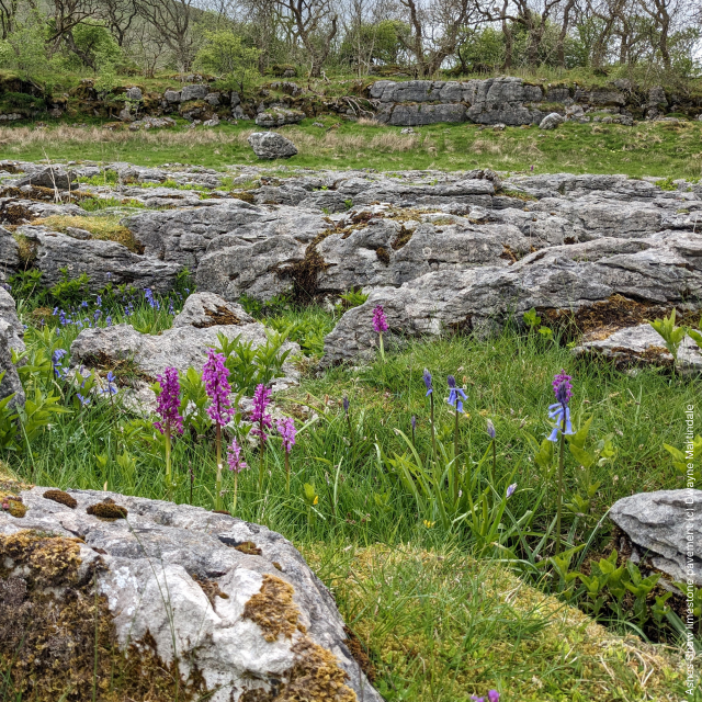 Limestone_Pavement