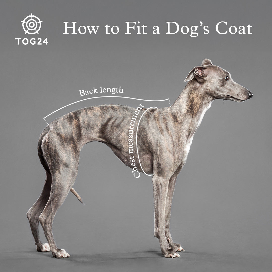 TOG24 | How to Fit a Dog's Coat