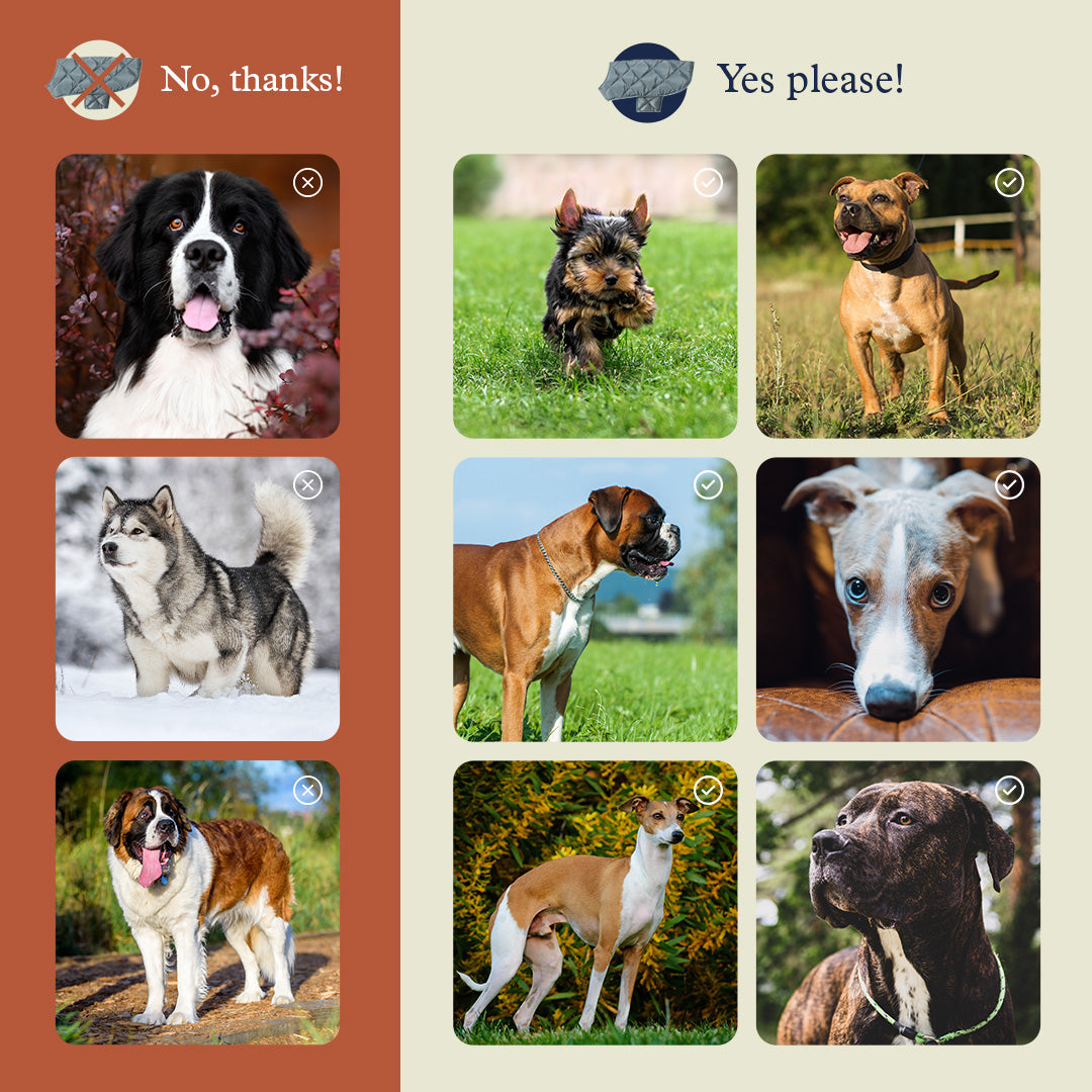 TOG24 | Which Dog Breeds Need Coats?