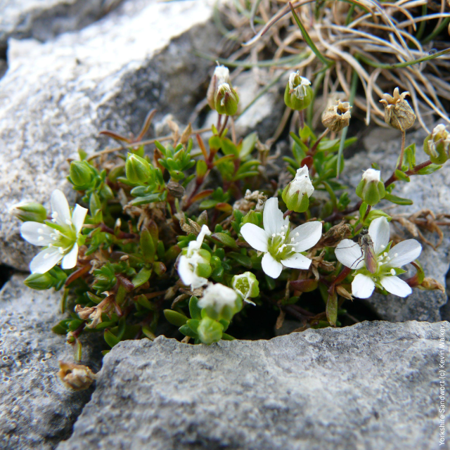 Yorkshire_Sandwort