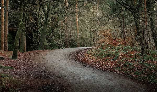 Delamere Forest, Cheshire