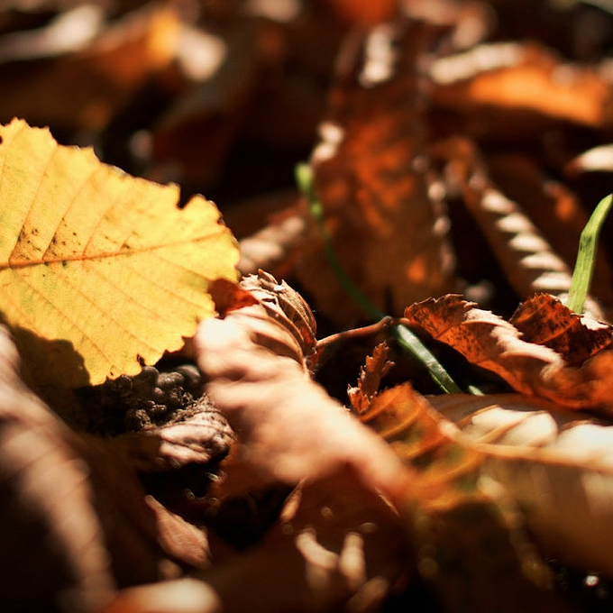 Top 10 UK Autumn Walks