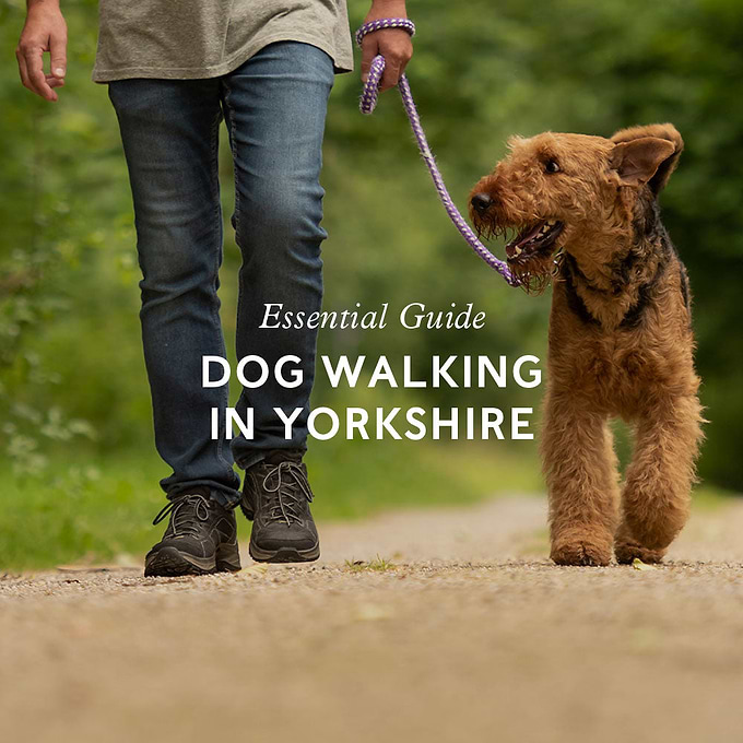 DOG WALKING IN YORKSHIRE: YOUR ESSENTIAL GUIDE