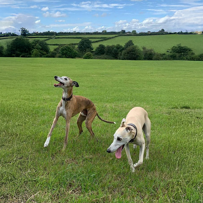A dog lover's guide to dog-friendly walks in the lake district