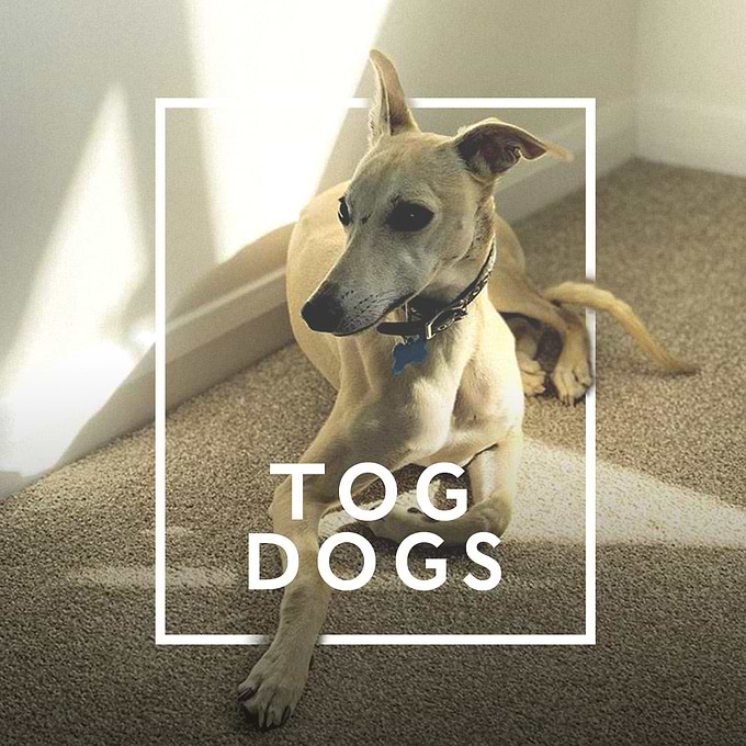 THE TOG DOGS: PART OF THE FAMILY