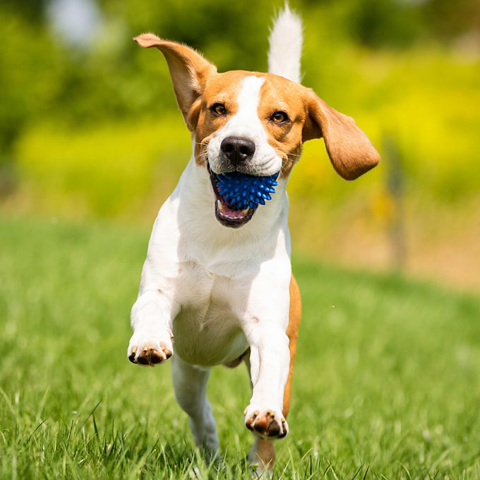 How to walk your dog safely in hot weather