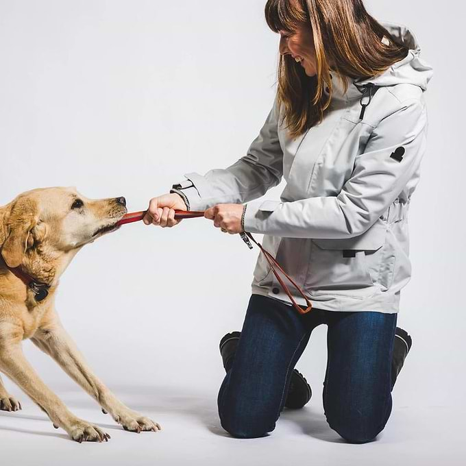 BEHIND THE SCENES WITH HENRY THE LABRADOR