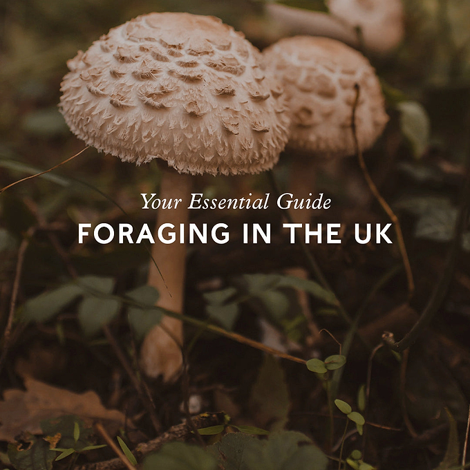 Foraging in the UK: Your essential guide