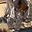 Shells Elissa Trousers