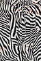 Zebra Trousers