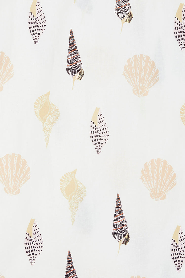 Sea Shell A beauty (JAS)