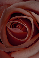Thumbnail for NFD Eau De Parfum Candle 001