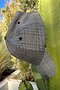 Check NFD Cap