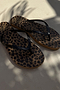 NFD Leopard Flip Flop