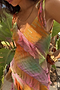 Ombre Jacquard Faro Dress