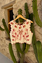 Cream and Red Pollenca Top