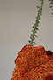 Poppy Beaded Bag