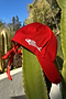 Tomato Bandana Cap