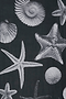 Black Shell Jem Dress