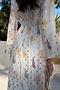 Shells Angie Dress Petite