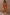 Thumbnail for Fawn Midi Maeva Skirt Petite