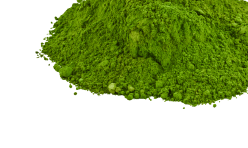CHLORELLA