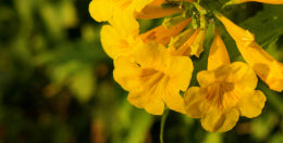 mybacs product ingredient