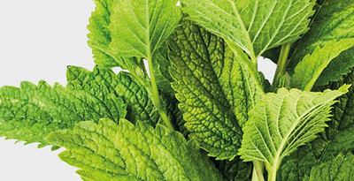 lemon balm