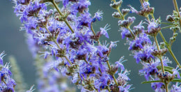 mybacs product ingredient