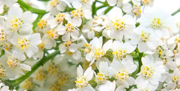 mybacs product ingredient