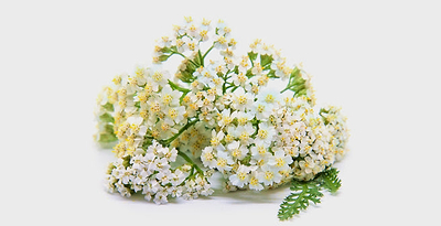 yarrow powder