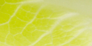 mybacs product ingredient