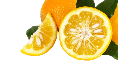EXTRACTO DE NARANJA AMARGA