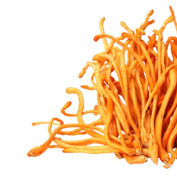 Cordyceps-Extrakt