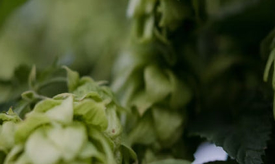 Hop extract