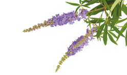 chasteberry