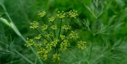 Extractos vegetales