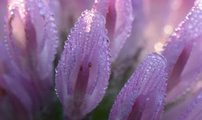 Red clover extract