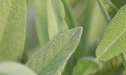 mybacs product ingredient