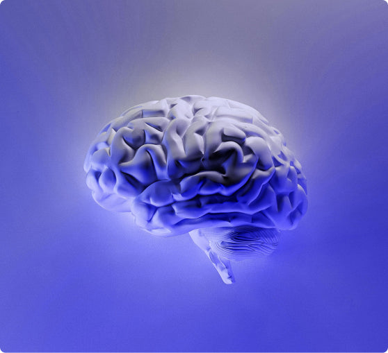 <p><strong>El nexo intestino-cerebro</strong> <em>explicado</em></p>