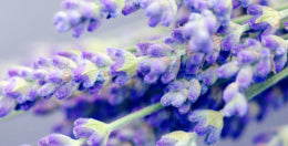 mybacs product ingredient