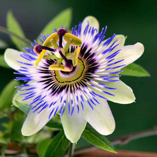 Organic Passionflower