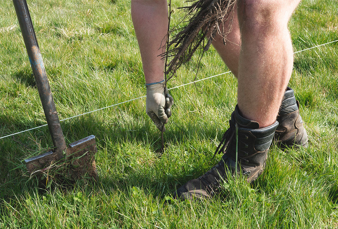 A person in gloves using a hand tool to plant a seedling in grass, with a shovel nearby and a guide string in the background.