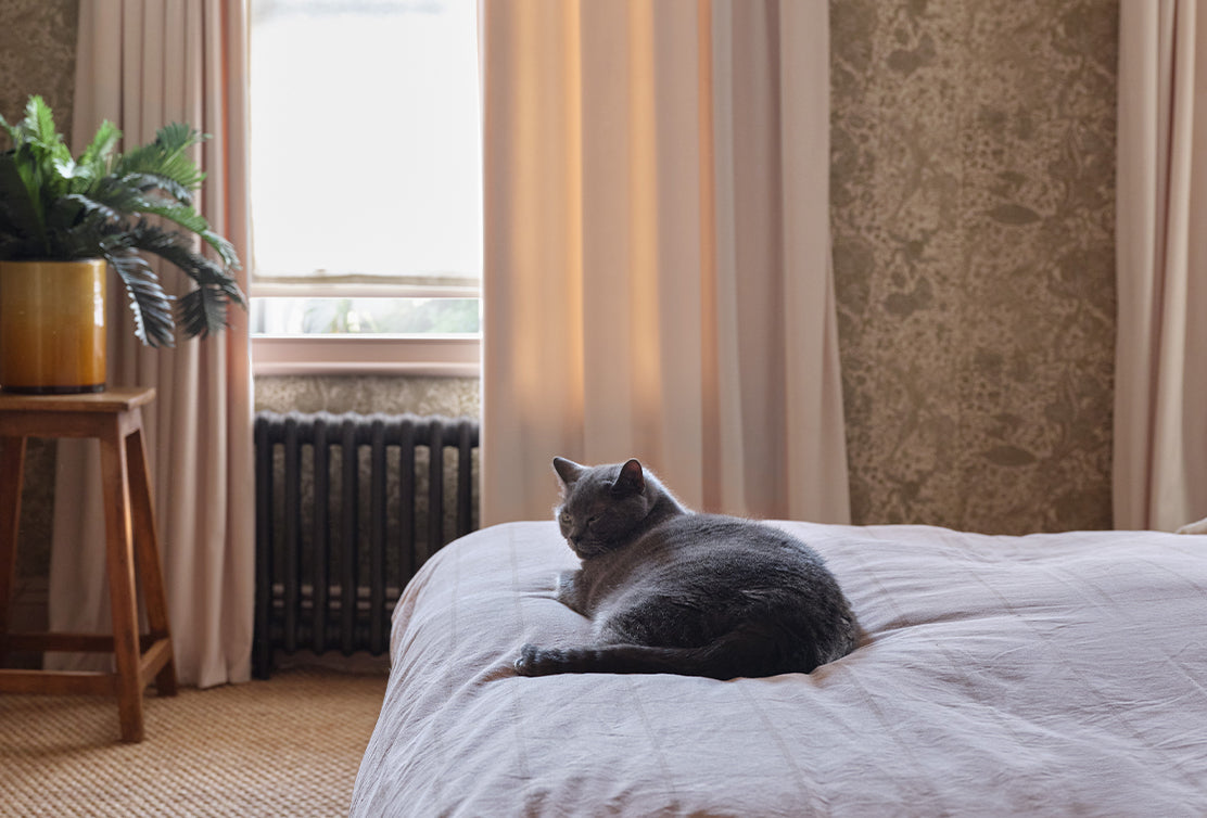 A grey cat relaxes on a bed, illuminated by soft sunlight streaming through a window with light curtains.