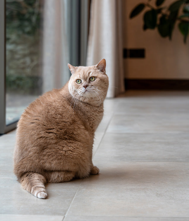 A fluffy light orange cat with striking green eyes sits on a tiled floor, looking back towards a window with natural light.