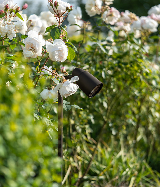 Deep matt bronze 'Ealing Path Spotlight' situated in a bed of sunlit white roses.