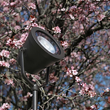 Cambridge Grondschijnwerper - Brons, een bronzen buitenschijnwerper gericht op een boom met roze bloesem.