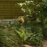 Cambridge Grondschijnwerper - Antiek Messing buitenschijnwerper tussen groene planten in een tuin.