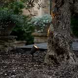 Ealing Ground Spotlight 240V - Bronze
