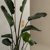 Interruptor articulado vertical de duas vias duplo Latão Antigo, montado com elegância numa parede cinzento-claro atrás de uma planta verde.